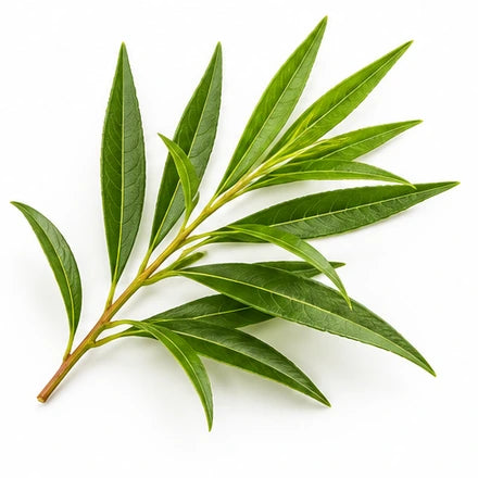 Illustration of Tea Tree Oil