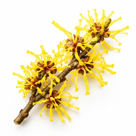 Illustration of Witch Hazel Distillate